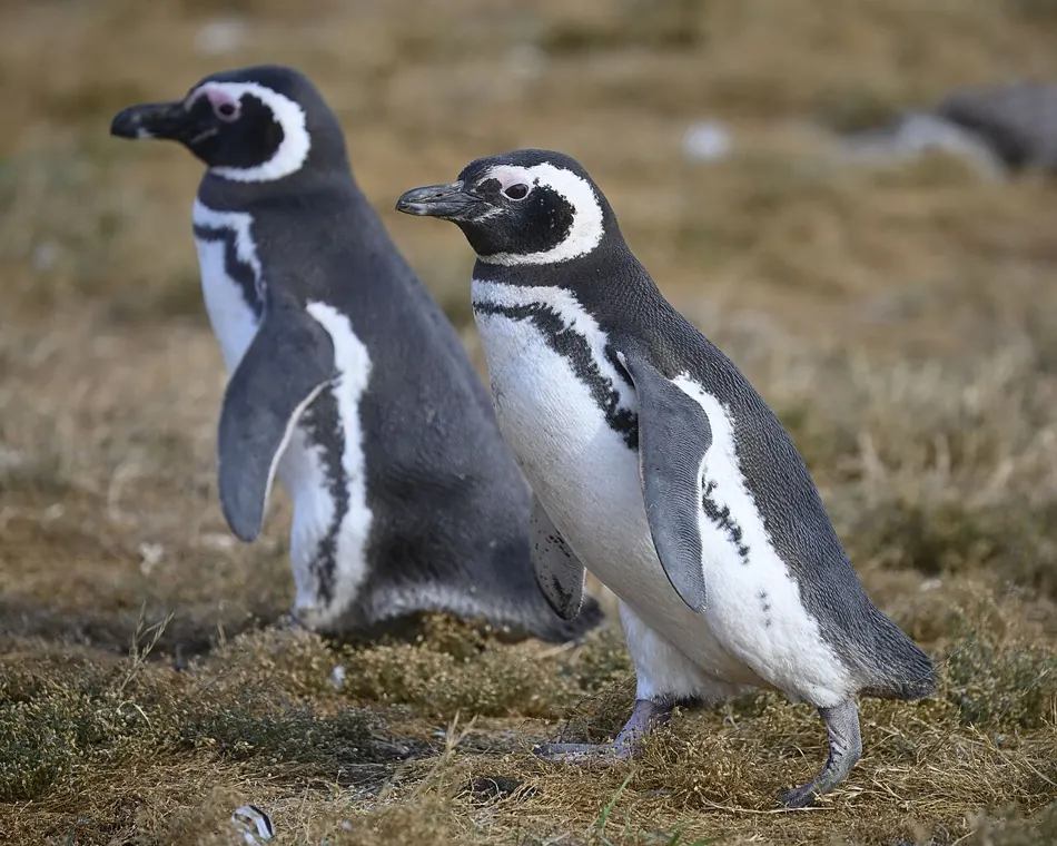 Magellanic penguins on Isla Magdalena